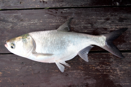 The Fish silver carp on the Wooden boards の写真素材