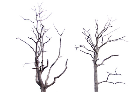 Focus The Dead tree on white  の写真素材