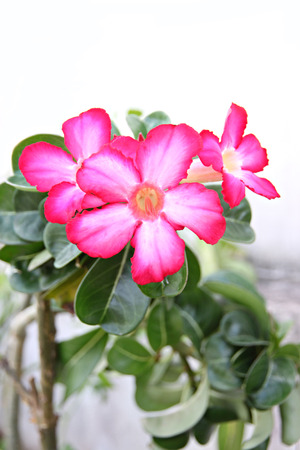 Focus The Picture Pink flower in the garden の写真素材