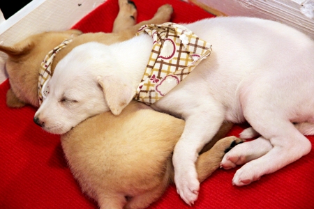 White puppy lovely is sleeping.の写真素材