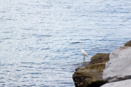 White Egret is perched beside the sea.の写真素材