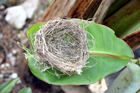 The picture Nests on the leaf in Backyard の写真素材