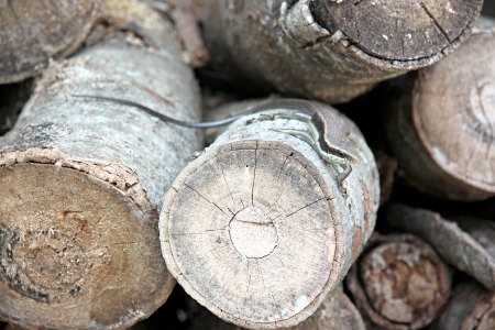 Small iguana on the timber.の写真素材