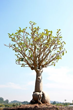 bonsai tree in garden on blue sky.の写真素材