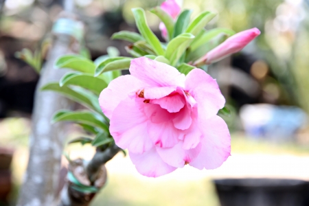 Pink flowers blooming in the Backyard.の写真素材