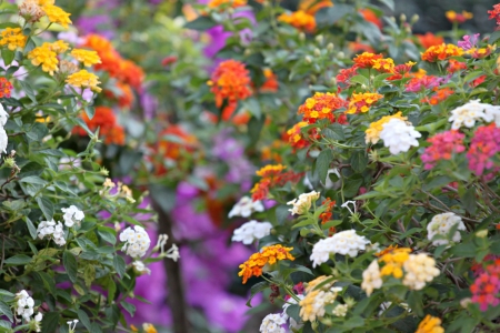 Colorful Lantana Flowers in Backyard.の写真素材