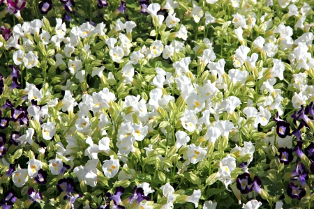 White Garden Balsam or Rose Balsam in the garden の写真素材