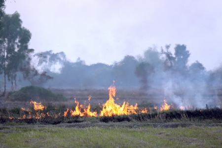 Burning the grass after harvest in rural.の写真素材