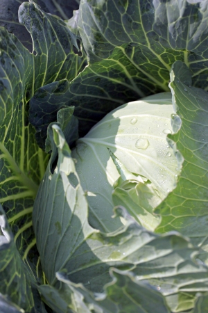 Fresh Cabbage in vegetable gardening and sunlight of morning の写真素材