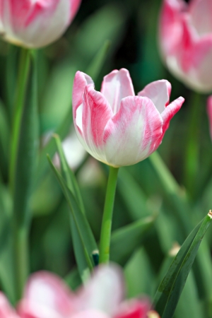 White Tulips and Pink color in the garden.の写真素材