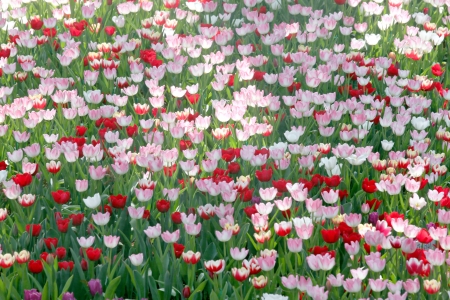 Colourful Tulips in the Plantations and sunlight.の写真素材