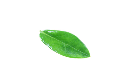 Green leaves visible pattern on white background. 