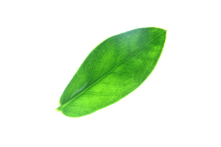 Green leaves visible pattern on white background. の写真素材