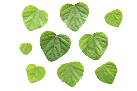 Heart shape Green leaves isolated on white background.