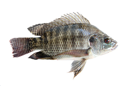 Fresh Tilapia isolated on white background.の写真素材