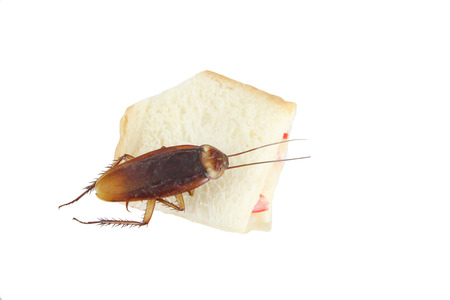 Cockroach died after eating poison bread on white background.の写真素材