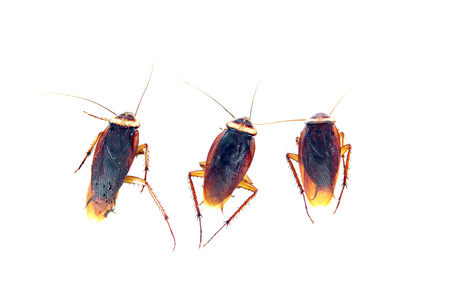 Cockroaches isolated on white background.の写真素材