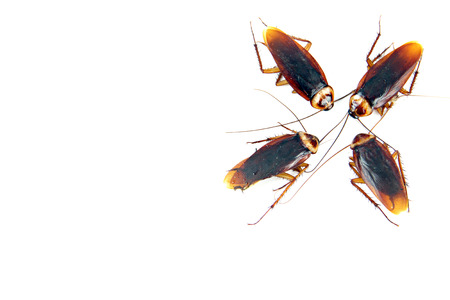 Four Cockroaches isolated on white background.