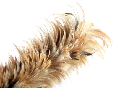 Feather soft duster isolated on white background.