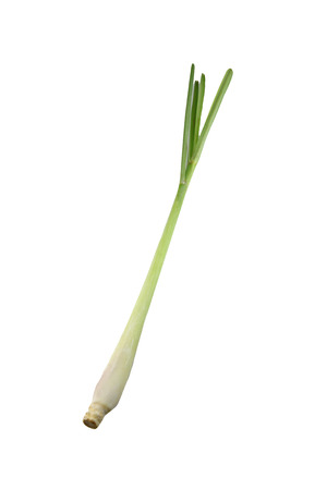Fresh Lemongrass isolated on white background.の写真素材