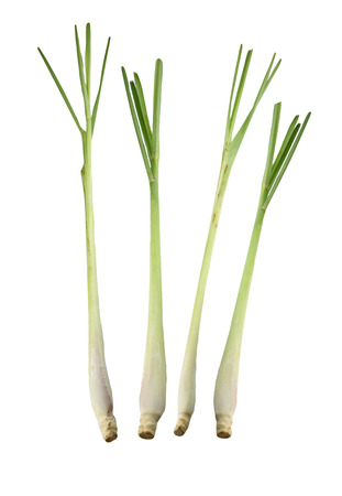 Fresh Lemongrass isolated on white background.の写真素材