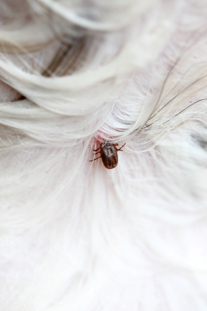 Big Ticks on a dog in cleaning.の写真素材