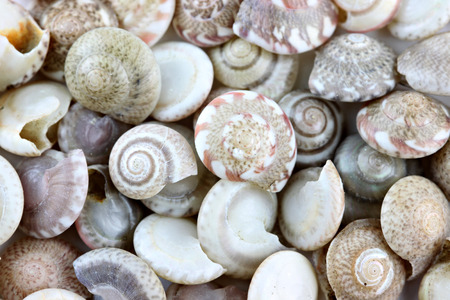 macro of sea shells for background.の写真素材