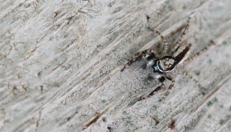 black jumping spider on wood background の写真素材