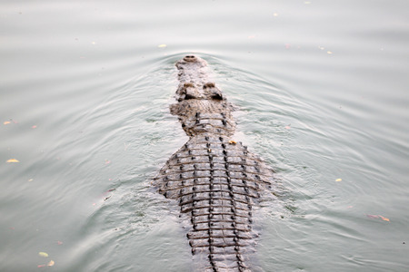 Big Crocodiles are swimming in the river の写真素材