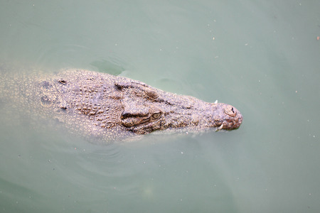 head of a crocodile while being swimming の写真素材