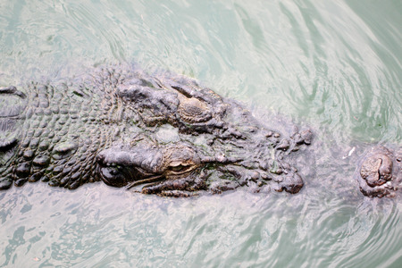 head of a crocodile while being swimming の写真素材