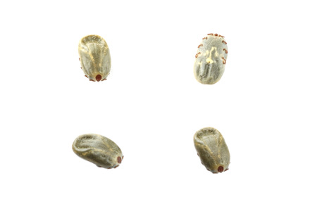 macro of big insect tick isolated on white background.の写真素材