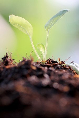 Seedlings of vegetables on the ground in backyard.の写真素材