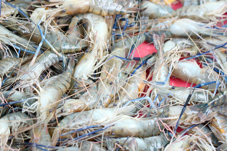 Fresh shrimps in seafood market for the background image.の写真素材