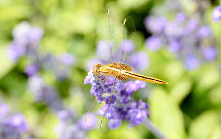 yellow dragonfly on lavender flower in the garden.の写真素材