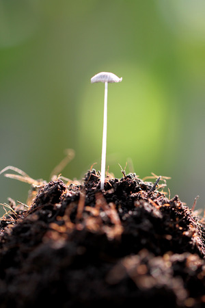 Small mushrooms growing on the ground in the backyard.の写真素材
