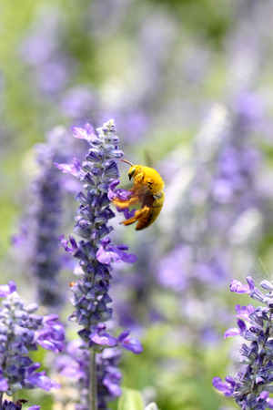 Lavender flowers blooming in garden and the wasp collect nectar of nature.の写真素材