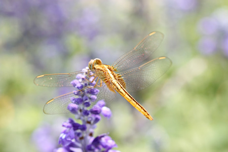yellow dragonfly on lavender flower in the garden.