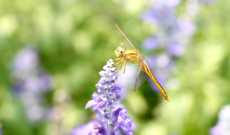 yellow dragonfly on lavender flower in the garden.の写真素材