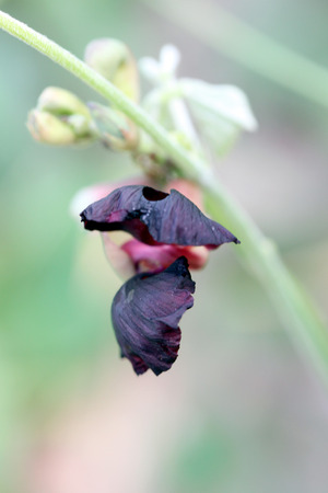 The Purple flower of grass in the backyard.の写真素材