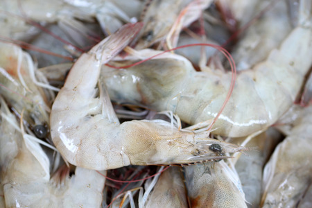 Close up of raw shrimps for background.の写真素材