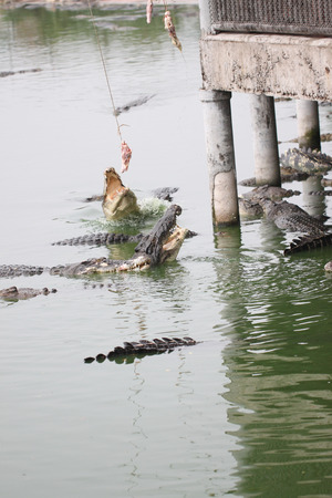 Feeding the crocodiles in the pondの写真素材