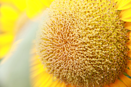 pollen of sunflower for the nature background.の写真素材
