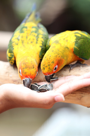parrot is eating foods on people hand.の写真素材