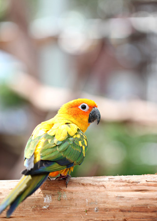 parakeet or parrot on tree branch in the garden.