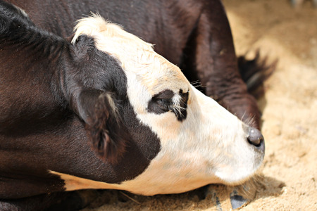 head of dairy cattle on the farm.