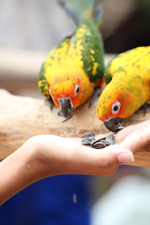 parrot is eating foods on people hand.の写真素材