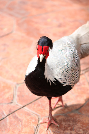 head of pheasant in the chicken farm.の写真素材