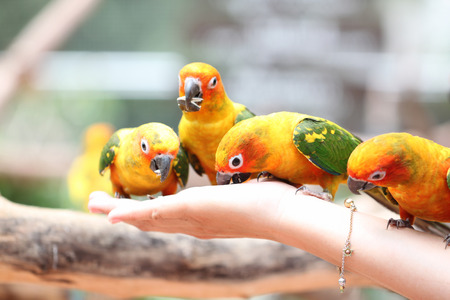 many of parrot is eating foods on people hand.の写真素材