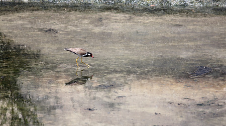 Black-winged Stilt (Himantopus himantopus) in foraging for food at seaside.